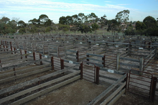 Overview of sheep pens showing introduced steel posts (former tram tracks) and horizontal timber rail.