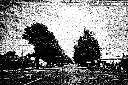Street Trees Dawson St - Ballarat Heritage Review, 1998