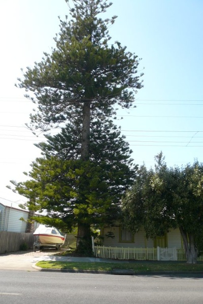 Norfolk Island Pine, 35 Beach Street, Queenscliff
