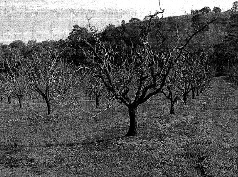 HO197 5 Pear Trees