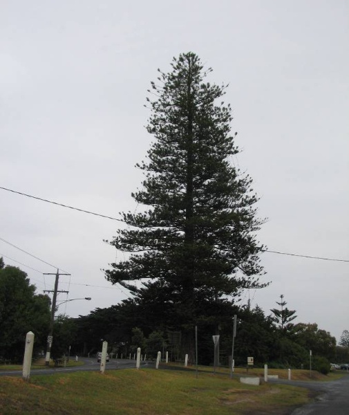 Norfolk Island Pine, Corner Grimes Rd and Point Lonsdale Rd, Point Lonsdale