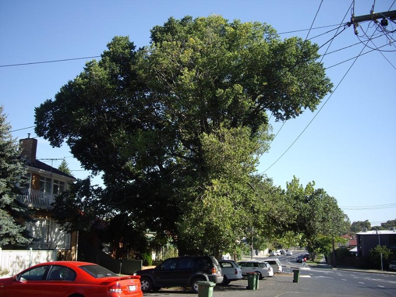 HO148 - Plane Street Tree and Elm Street Tree, Near 286 and 288 Nicholson Street, Seddon.JPG