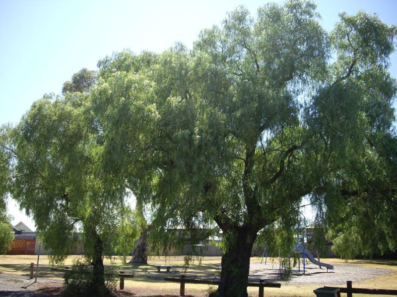 HO154 (1) - Sugar Gum and Pepper Trees, Sandford Grove, Yarraville.JPG
