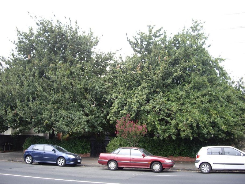 HO132 - English Oaks at The Oaks, 99 Gordon Street, Footscray.JPG