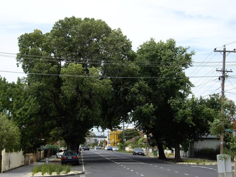 HO157 (1) - Elm and Plane Trees, near 80, 82 and 83-93 Stephen Street, Yarraville.JPG