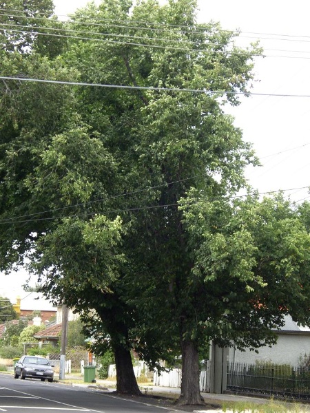 HO157 (2) - Elm and Plane Trees, near 80, 82 and 83-93 Stephen Street, Yarraville.JPG