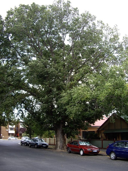 HO122 - Elm Street Tree, near 34A Fairlie Street, Yarraville.JPG