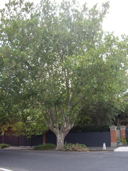 HO155 - Plane Street Tree, near 34 Somerville Road, Yarraville.JPG