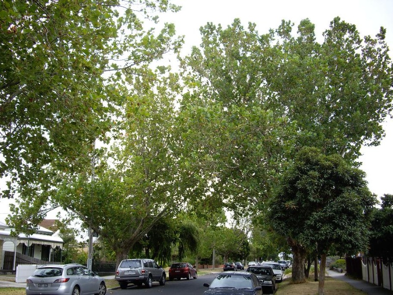 HO156 (1) - Plane Street trees, near 61, and 42-64 Stephen Street, Yarraville.JPG