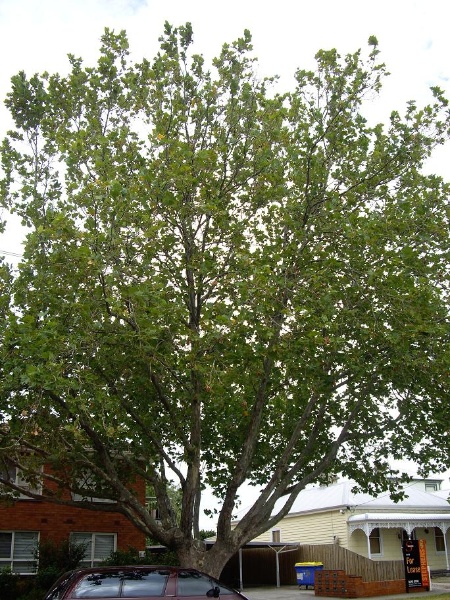 HO156 (2) - Plane Street trees, near 61 and 42-64 Stephen Street, Yarraville.JPG
