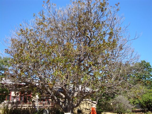 T11415 Magnolia grandifolia