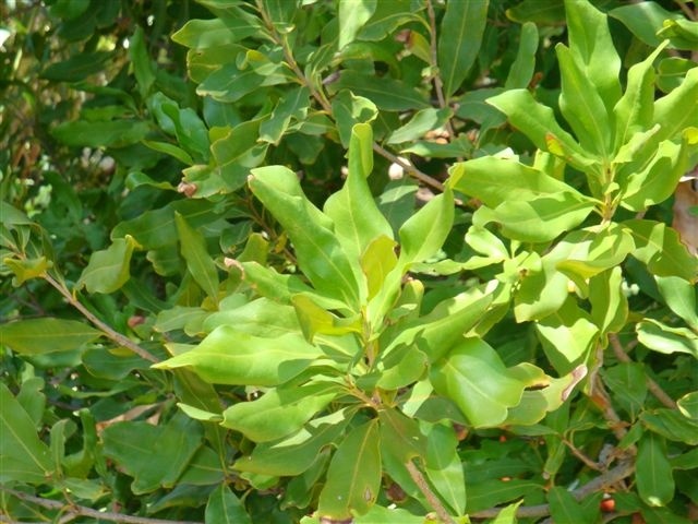 T11413 Macadamia integrifolia