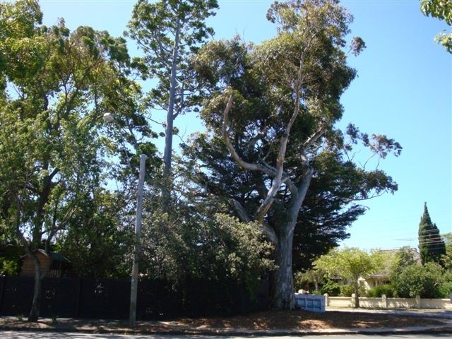 T11417 Eucalyptus cladocalyx
