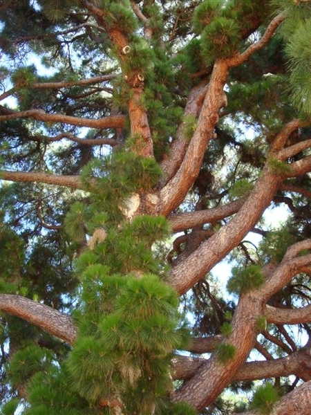 T11411 Pinus canariensis