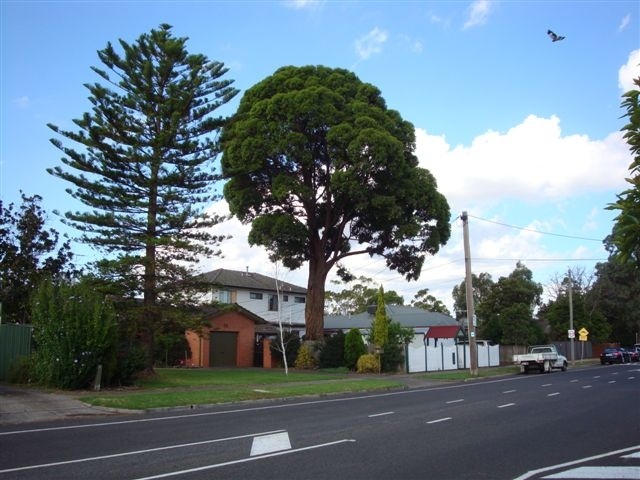 T12059 Eucalyptus microcorys
