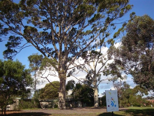 T12038 Corymbia maculata