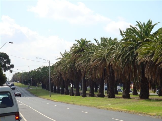 T11561 Phoenix canariensis