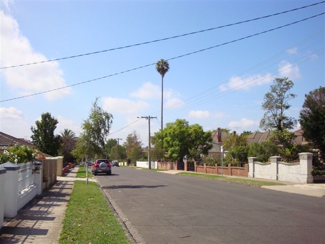 T11563 Washingtonia robusta