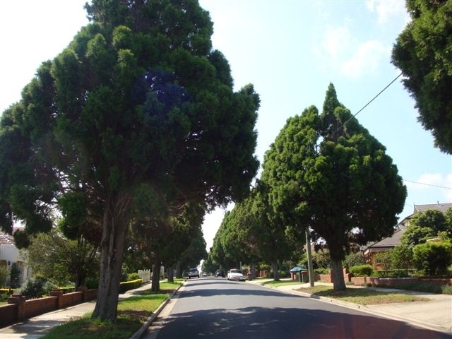 T11564 Cupressus torulosa