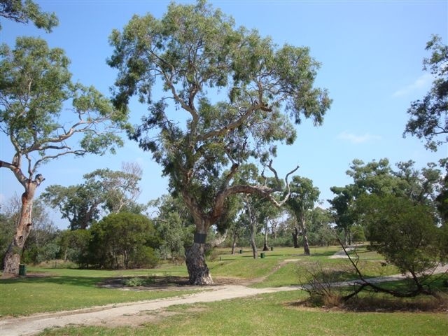 T11560 Eucalyptus camaldulensis