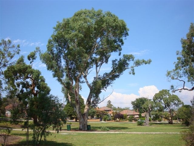 T11560 Eucalyptus camaldulensis