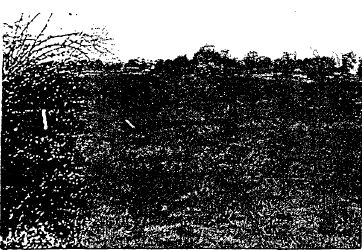 Railway Conservation Precinct - View of railway line embankment and brick culvert - 1983 Buninyong Conservation Study