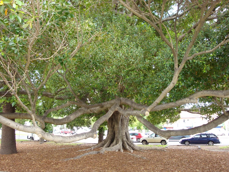 T11150 Ficus platypoda st Kilda