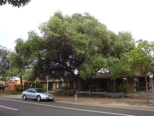 T11108 Olea europaea subsp. europaea