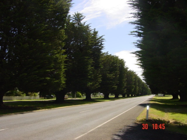 T11702 Cupressus marcocarpa