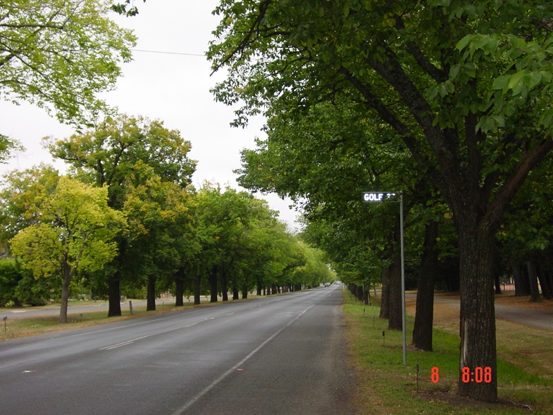 T11335 Ballarat Avenue of Honour - Ulmus Sp. and Populus Sp.