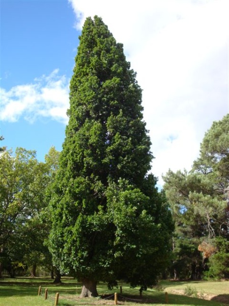 T11624 Quercus robur fastigata