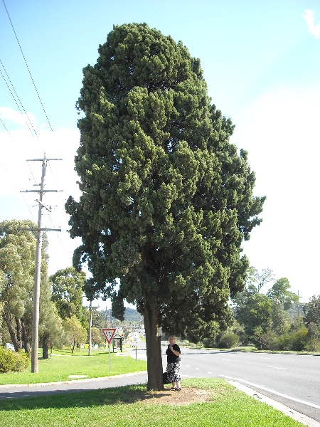 T11811Cupressus sempervirens