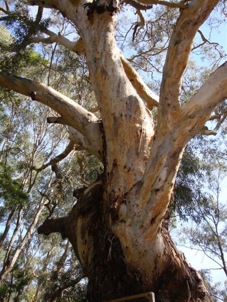 T11100 Eucalyptus camaldulensis