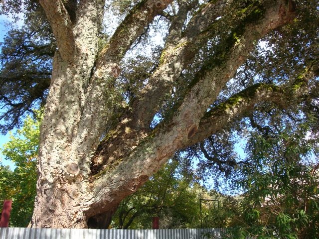 T11355 Quercus suber