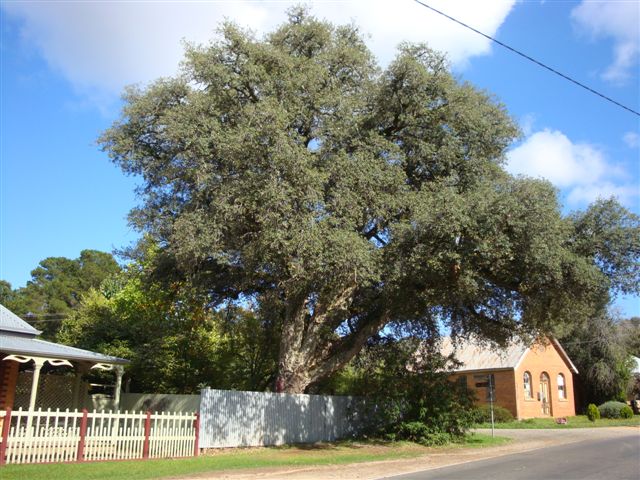 T11355 Quercus suber