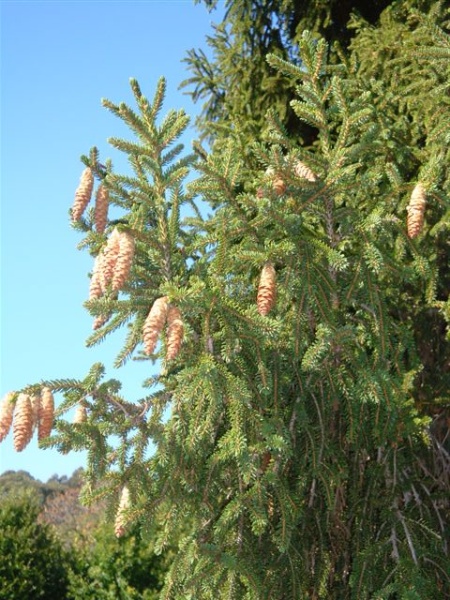 T11356 Picea orientalis