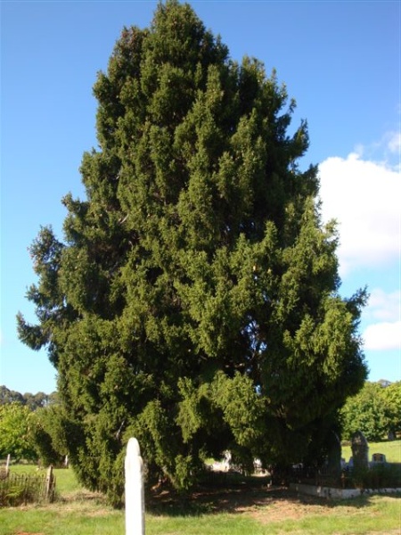 T11356 Picea orientalis