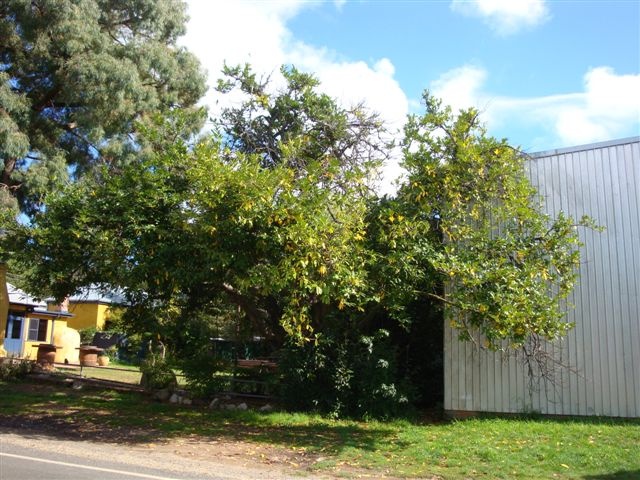T11357 Prunus laurocerasus