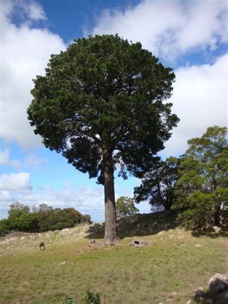 T12094 Pinus radiata
