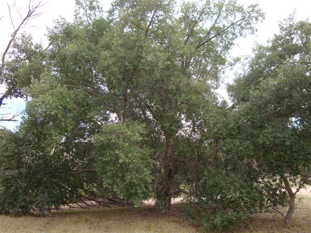 T11178 Quercus suber