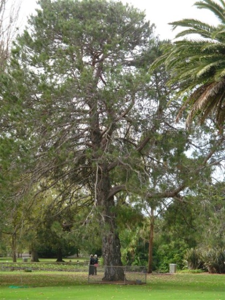 T11237 Pinus brutia