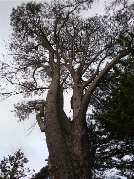 T11236 Pinus torreyana