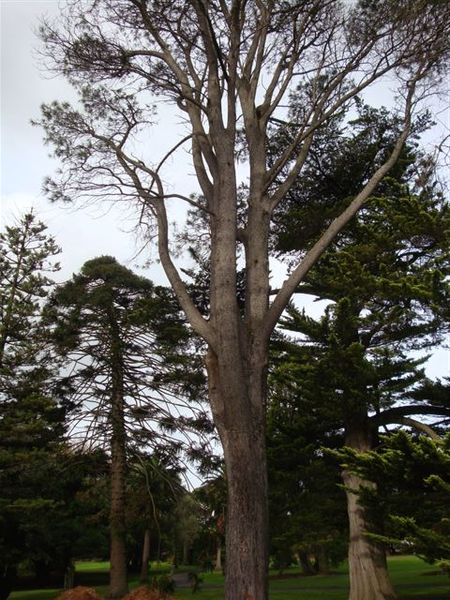 T11236 Pinus torreyana