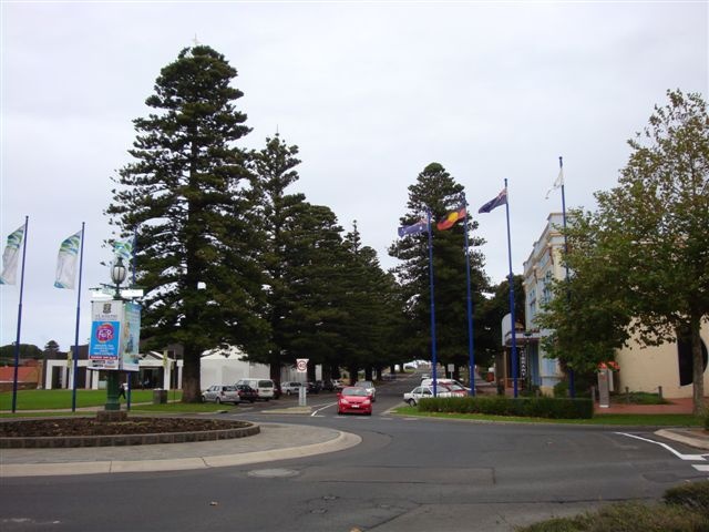 T11232 Araucaria heterophylla