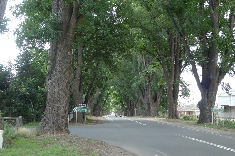 4957_Bacchus Marsh Avenue of Honour_25 December 2009_HV_039.JPG