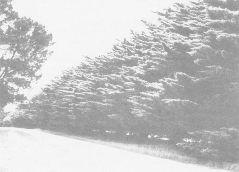 Avenue of Honour showing mature cypresses, 1996. Source: Anderson &amp; Iapozzuto, Modewarre Memorial Hall &amp; Avenue of Honour: A Local History.