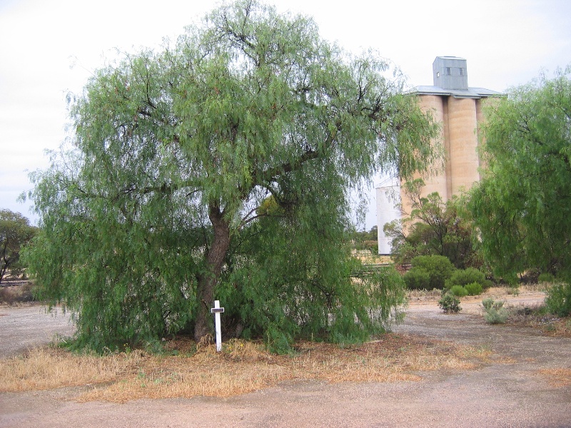 Memorial Trees