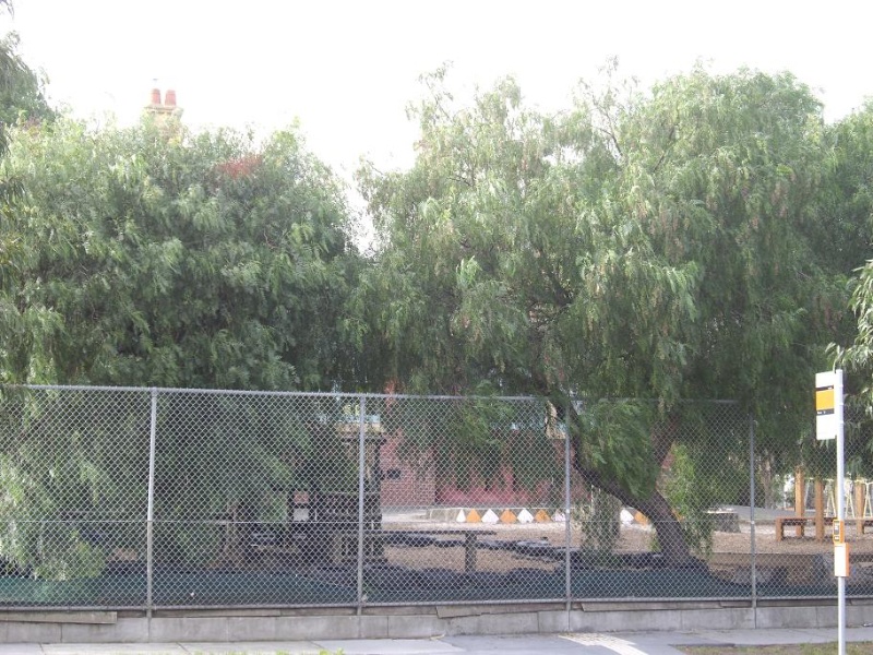 HO48(2) - Elm Tree, Footscray Primary School.JPG