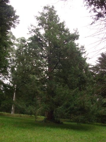 T11803 Picea abies