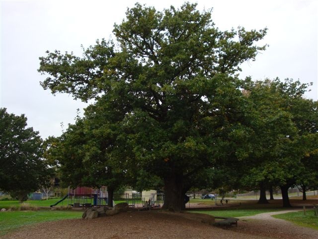 T11806 Quercus robur